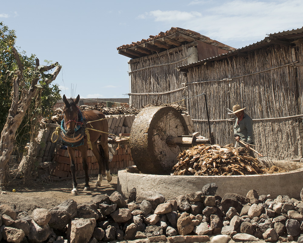 MAESTROS MEZCALEROS Y CRISIS ECONÓMICA